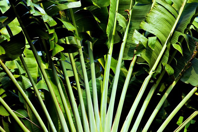 exotic plant