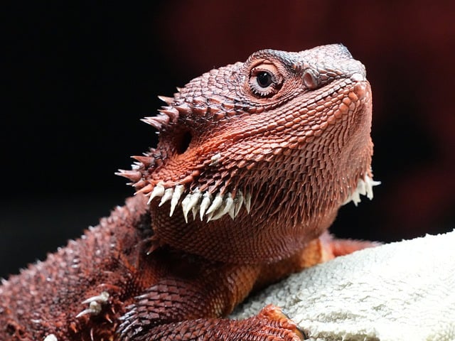 exotic species