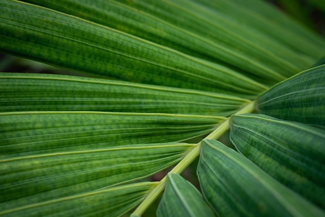 Hình ảnh minh họa ý nghĩa của từ exuberant