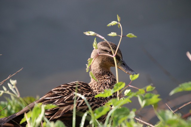Hình ảnh minh họa ý nghĩa của từ facetious