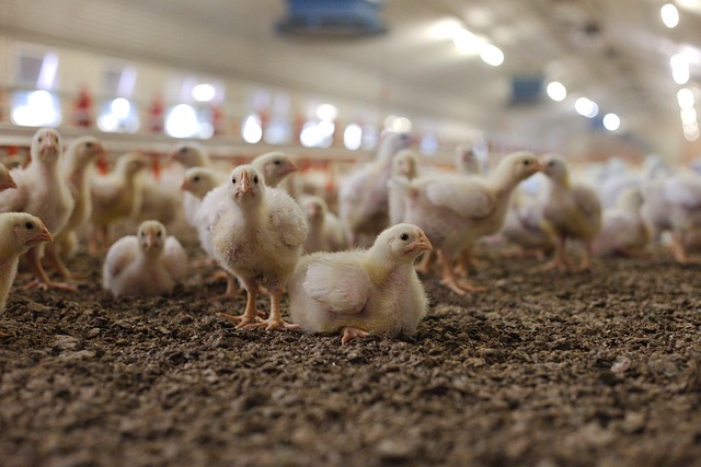 factory farm