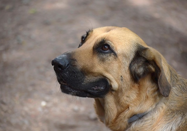 Hình ảnh minh họa ý nghĩa của từ faithfulness