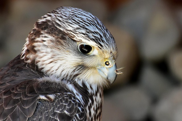 falconer