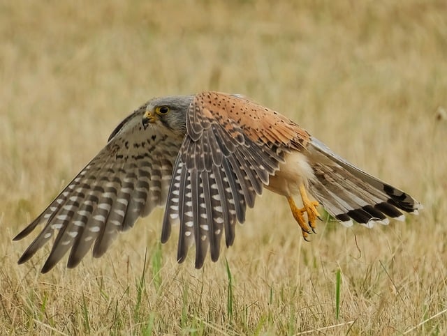Hình ảnh minh họa ý nghĩa của từ falconry