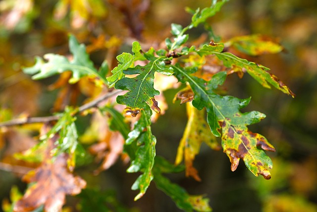 fall ill