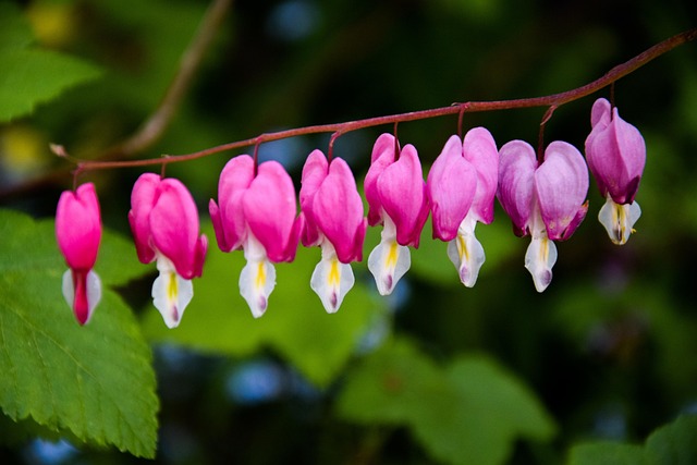 Hình ảnh minh họa ý nghĩa của từ fallopian tube