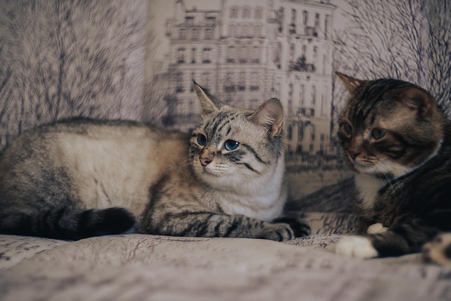 Hình ảnh minh họa ý nghĩa của từ familiarity