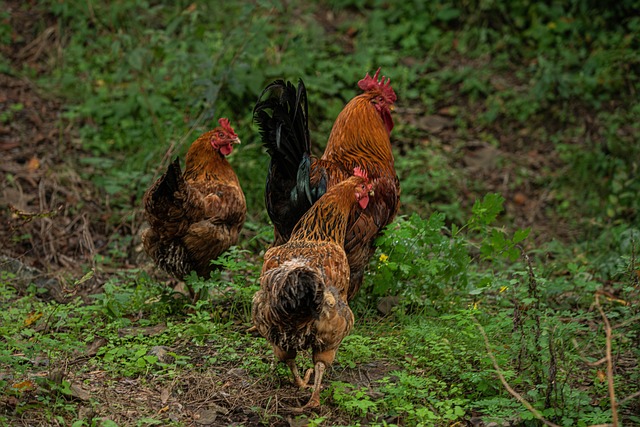 family farm