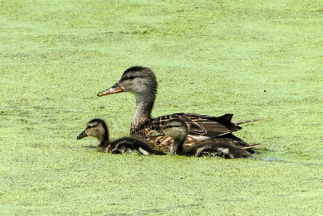 family peace
