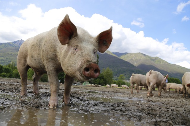 farm pig