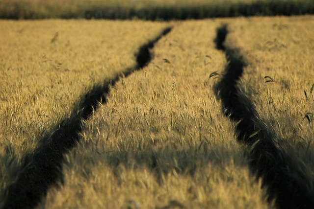 farmed land