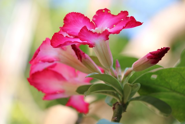 Hình ảnh minh họa ý nghĩa của từ fascinatingly