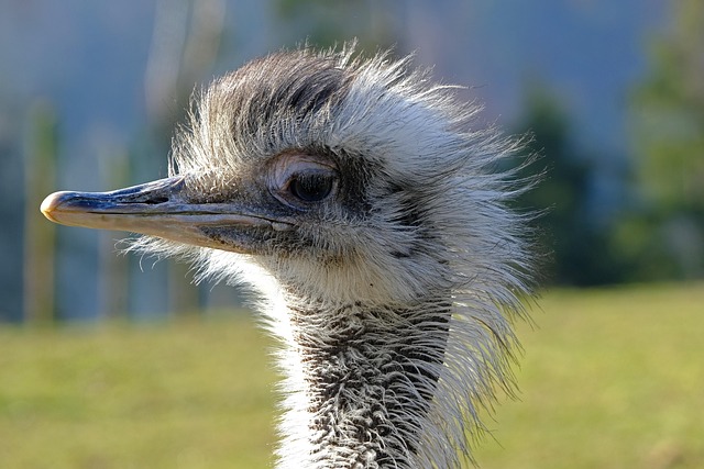 Hình ảnh minh họa ý nghĩa của từ faster