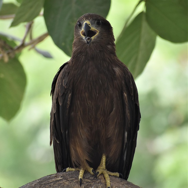 Hình ảnh minh họa ý nghĩa của từ fearless