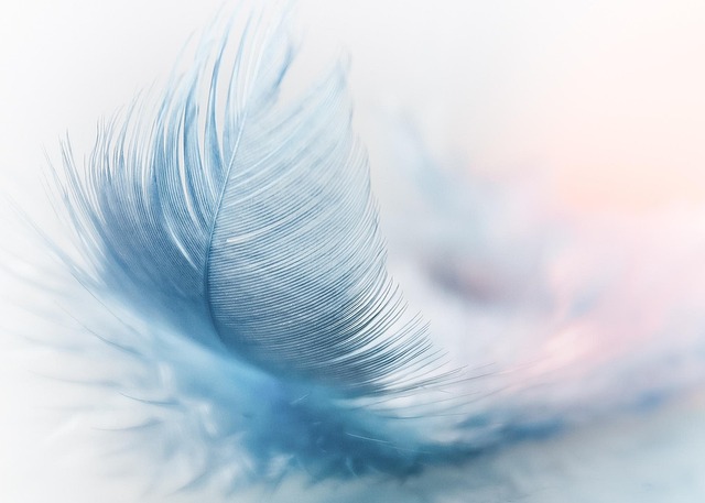 Hình ảnh minh họa ý nghĩa của từ feathers