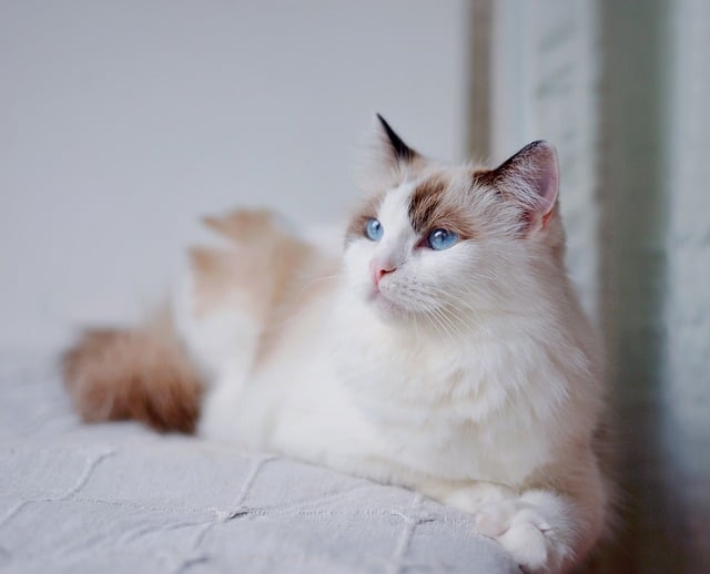 Hình minh họa felino