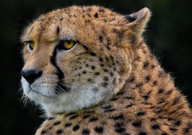 feline predator