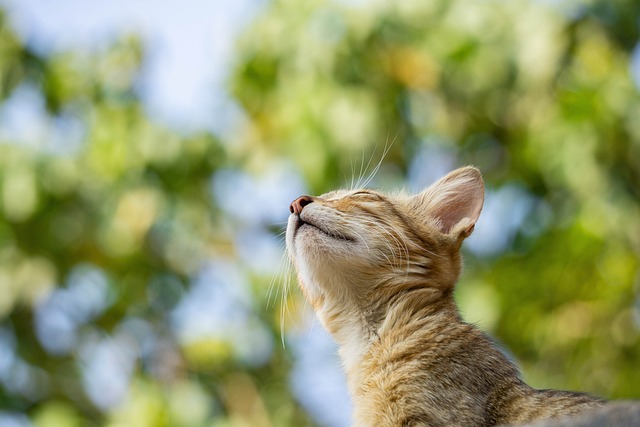 felines