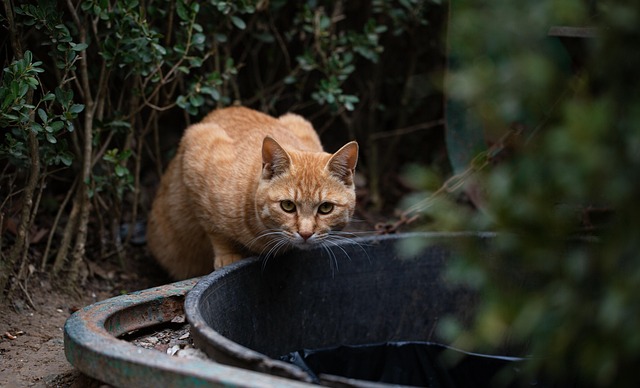 feral cat