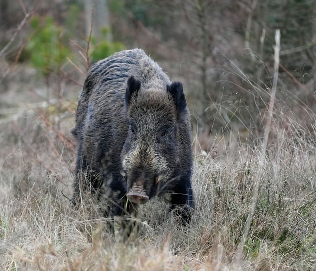 Hình ảnh minh họa ý nghĩa của từ feral hog