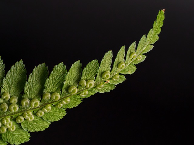 fern