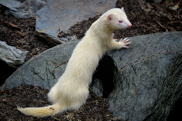 ferret