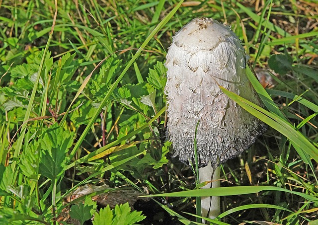 Hình minh họa fertilizante