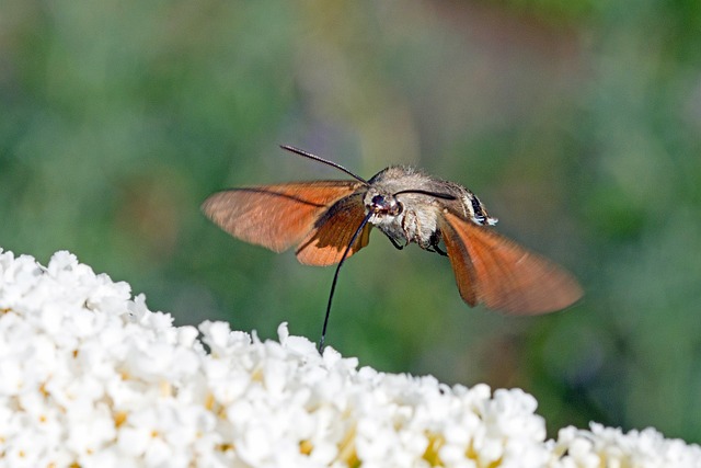 Hình ảnh minh họa ý nghĩa của từ fidgetiness