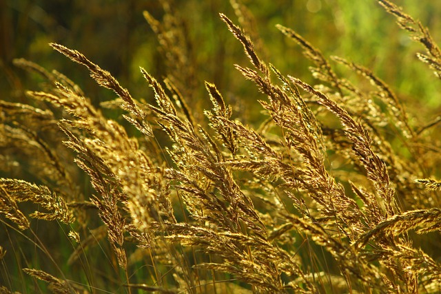 Hình ảnh minh họa ý nghĩa của từ fief