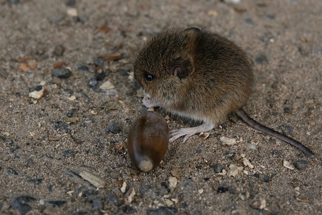 field mouse