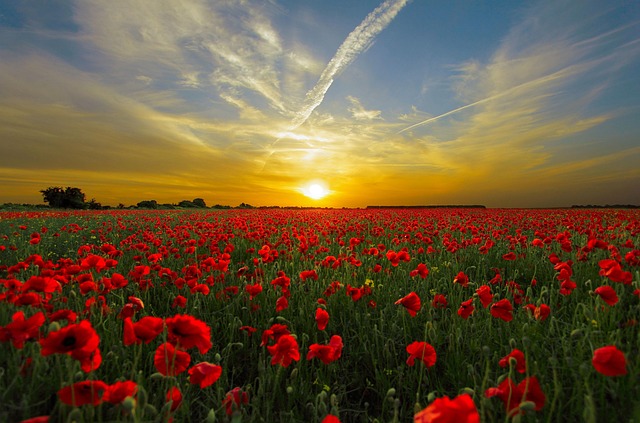 field poppy