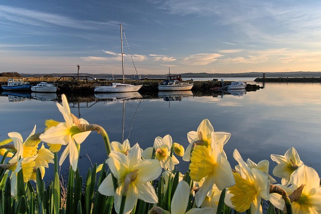 fife