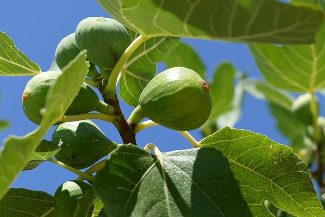 fig