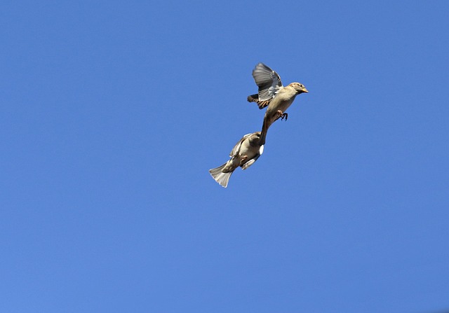 fight or flight