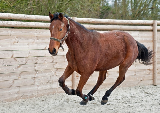 filly