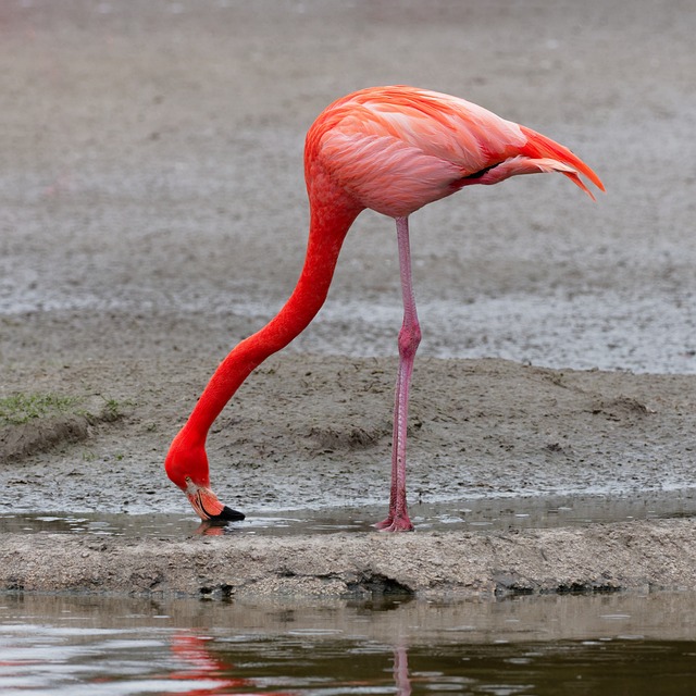 filter feeding