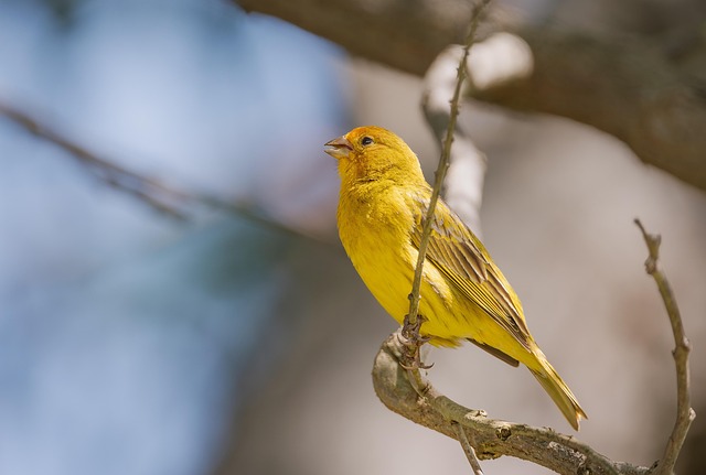 finch