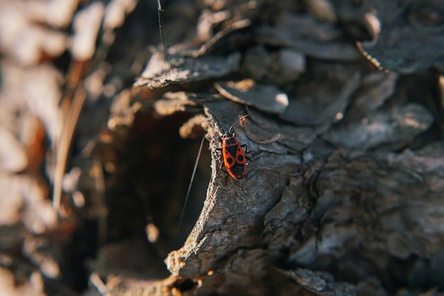 firebug