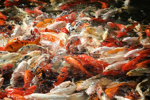 fish feed