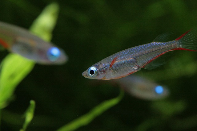 fish for compliments