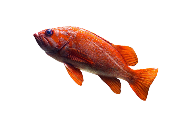Fish out of water
