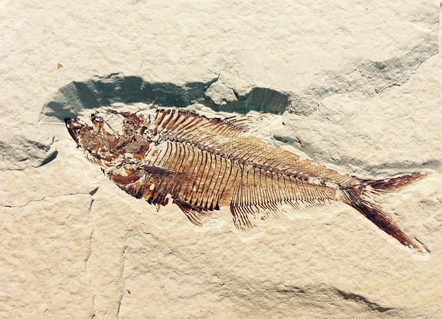 fish story