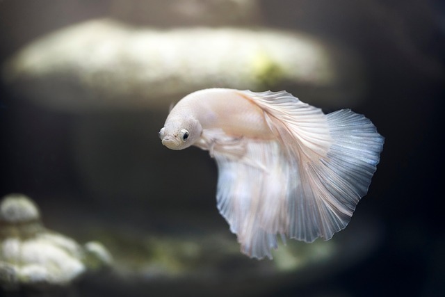 fish tank