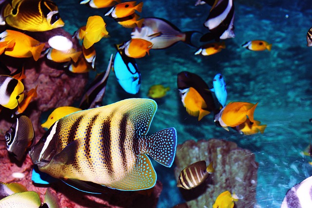 fishbowl