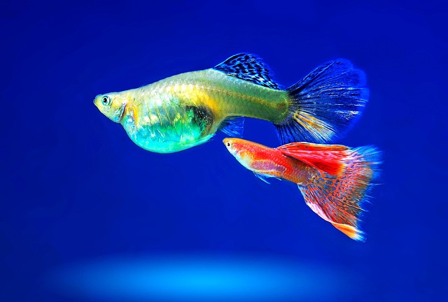fishes