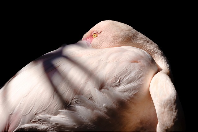 flamingo