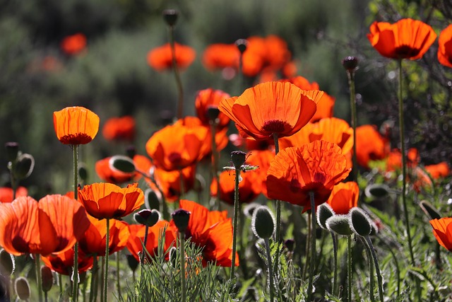 flanders poppy