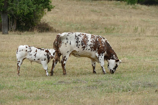 Hình ảnh minh họa ý nghĩa của từ flecks