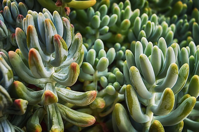 fleshy plants