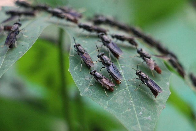 flies